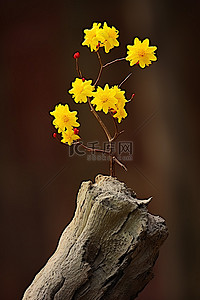 爱要大声出来背景图片_黄色的花朵从树桩上长出来