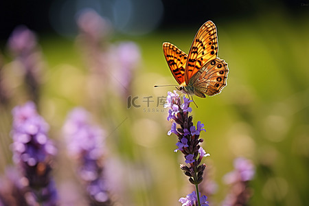 万花盛开背景图片_一只棕色的蝴蝶坐在薰衣草花上