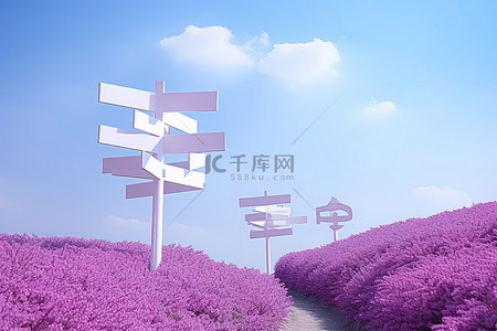 路标背景图片_粉红色花田附近有各种方向的白色路标