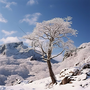 雪雪花背景图片_雪山附近的一棵树