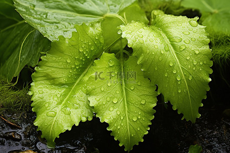 臭甘蓝 植物 蕨类植物