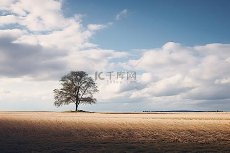 一棵孤独的树坐落在一片被云包围的大田野的边缘