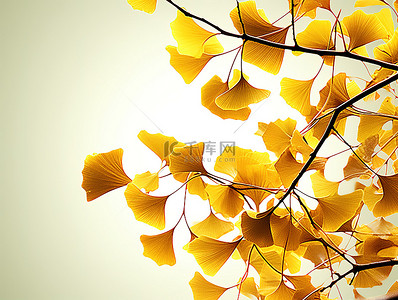 秋银杏叶背景图片_银杏叶秋枝与绿树的照片