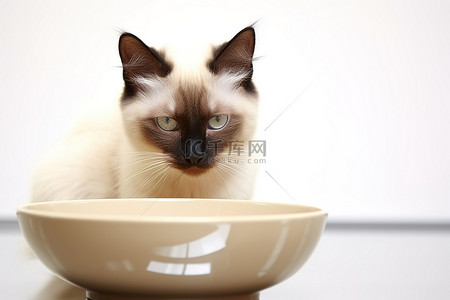一张暹罗猫用黄色碗吃饭的照片