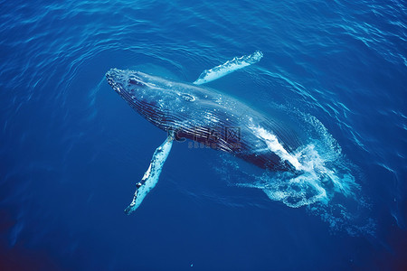 海游泳背景图片_座头鲸在新西兰海上游泳