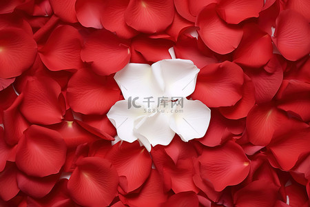 红色玫瑰花瓣的白色纸板