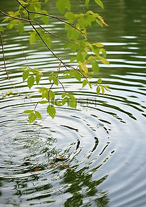 su水面背景图片_水中的一片叶子反射出一些水