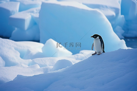 一只企鹅在雪上