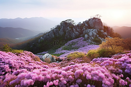 韩国花山