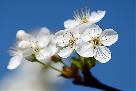 树枝上的一朵白花，背景是蓝天
