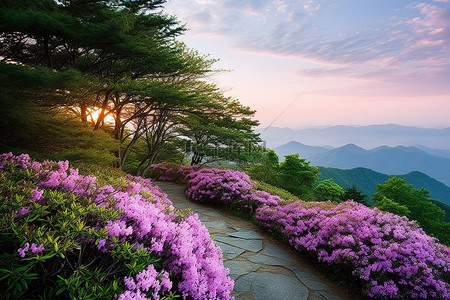 浪漫杜鹃花背景图片_浪漫的风景