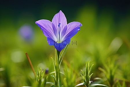 蓝色的花背景图片_一朵蓝色的花生长在绿草之上