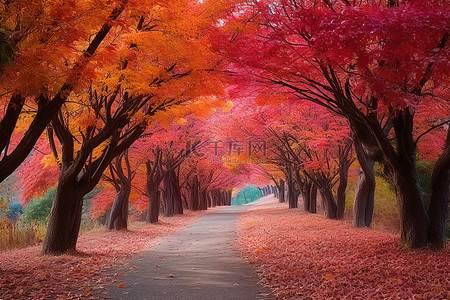 一条秋天色彩的小路，排列着秋天色彩的树木