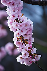 樱花树枝背景图片_美丽的樱花树枝绽放