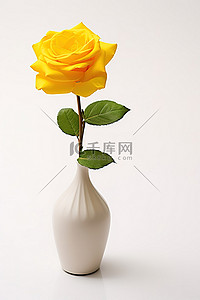 玫瑰白色背景图片_白色花瓶中的一朵黄玫瑰坐在白色背景上