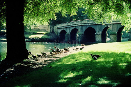 农村娃挑水的背景图片_桥下的草地，有鸭子和树木