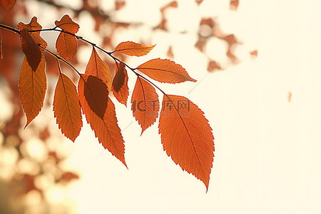 楓葉背景图片_秋天的叶子jpg