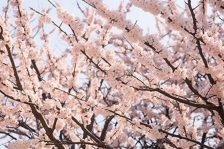 粉色，樱花背景图片_白树上的花很白