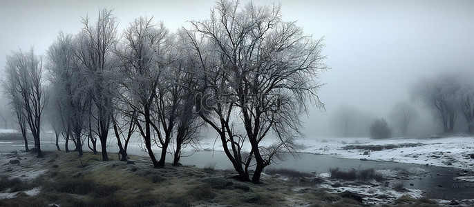 冬季的树背景图片_几棵树未受影响的冬季场景