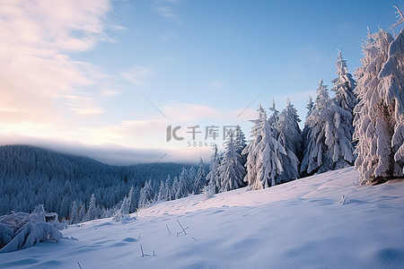 冬季的树背景图片_冬季风景肖像罗马尼亚雪树夏季森林沙prvnjata山