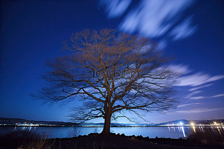 夜间，一小片水域上一棵孤独的白树