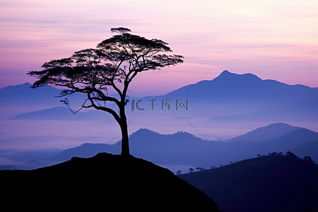 一棵树坐在山顶上，背景是群山