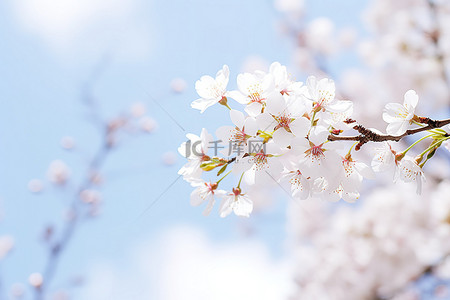 樱花映衬蓝天的照片