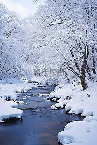 山树木背景图片_美丽的树木旁有一条被雪覆盖的小溪