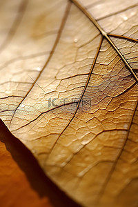 棕色叶子的特写视图
