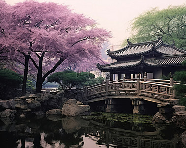 山茶花树背景图片_有些人在中国花园的水中漫步