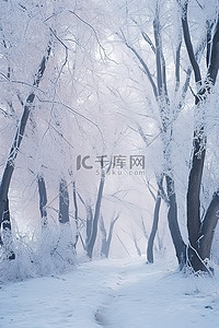 韩国金雪背景图片_满洲金化县冬雪中穿过冬季森林的小路
