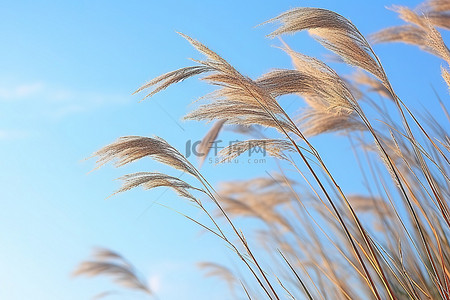 风吹椰子背景图片_在大风天气里，风吹过大芦苇
