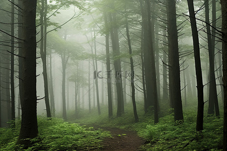 灌木草背景图片_有灌木和树木的雾森林