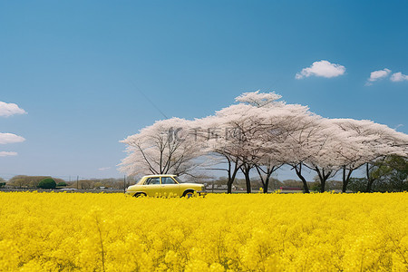 田野是白色的，有黄色的花朵和绿色的树木