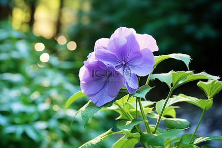 花蓝色背景图片_绿叶环绕的花园里的一朵紫色花