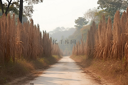 森林中被一些高大植物包围的道路