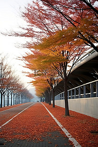 秋天的公园背景图片_两个混凝土体育场之间的路上秋天的树木