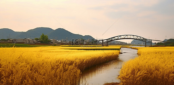 古代小孩坐桥边背景图片_桥边金色稻田的照片