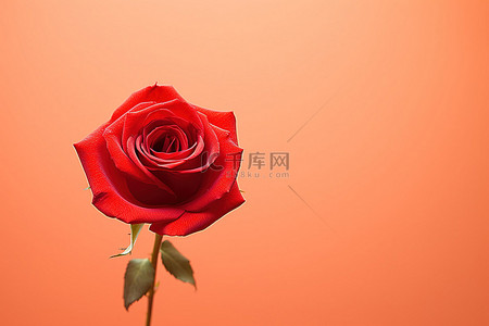 橙色哑光背景上孤立的红玫瑰