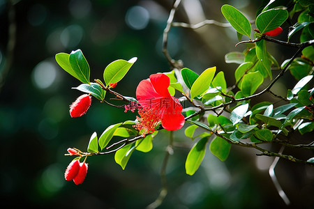 绿树上一朵鲜红的花