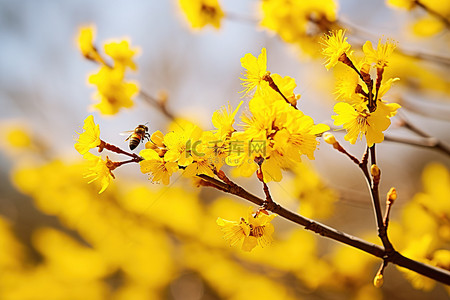澳洲坚果籽油背景图片_黄枝上的花朵，蜜蜂飞来采花粉坚果