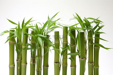 竹植物背景图片_竹花盆 12 高竹植物，带 2 个托盘