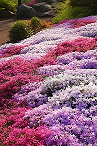 紫色的杜鹃花，白色的花朵，散落在地上
