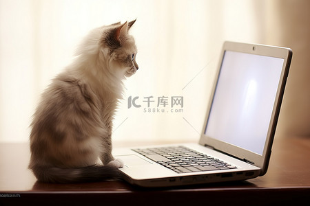 看着笔记本电脑一只小猫