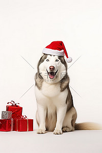 狗狗圣诞老人背景图片_一只哈士奇狗坐在圣诞帽前并送礼物