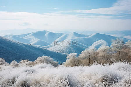 山树背景图片_上海雪覆盖的山树和覆盖的山