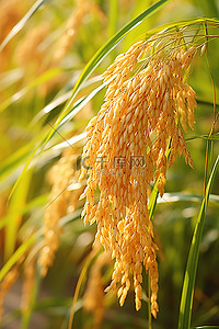 靠近地面的大叶子植物上的水稻