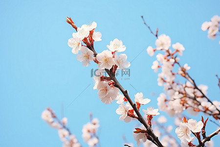 桃花盛开的照片