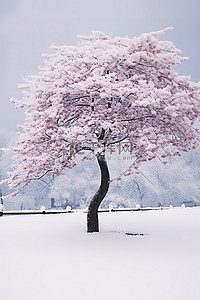 雪中树背景图片_冬天的树，雪中开着粉红色的花