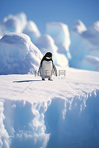 企鹅在贾格尔岛远洋群岛的雪地上行走